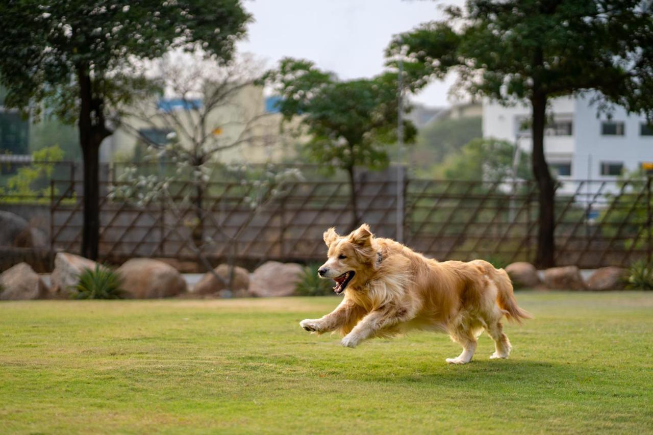 Hyatt Hyderabad Gachibowli Hotel Eksteriør billede